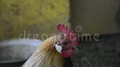 早晨，站在传统的农村谷仓上的<strong>金色</strong>公鸡的头上。 彩色长尾<strong>凤凰</strong>肖像